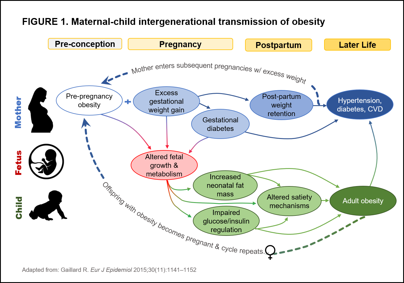 Maternal-Child Intergenerational Transmission of Obesity infographic