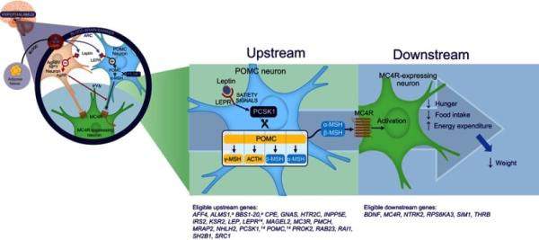 A diagram that shows the neuron pathways in the brain